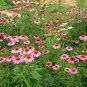 Echinacea Purpurea, Hedgehog Coneflower Seed 1000 PCS, Song Guo Ju