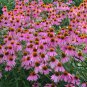 Echinacea Purpurea, Hedgehog Coneflower Seed 1000 PCS, Song Guo Ju