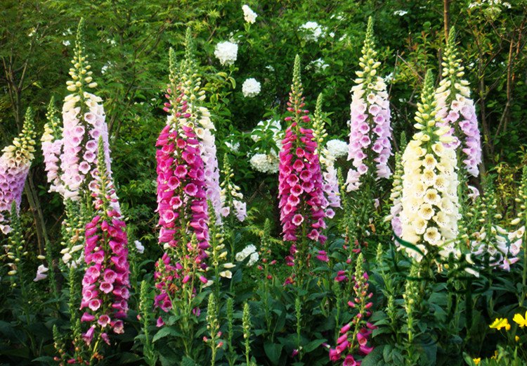 Digitalis Purpurea, Common Foxglove Seed 3000 PCS, Lady's Glove Mao Dihuang