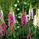 Digitalis Purpurea, Common Foxglove Seed 3000 PCS, Lady's Glove Mao Dihuang