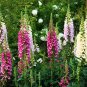 Digitalis Purpurea, Common Foxglove Seed 3000 PCS, Lady's Glove Mao Dihuang