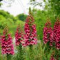 Digitalis Purpurea, Common Foxglove Seed 3000 PCS, Lady's Glove Mao Dihuang