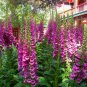 Digitalis Purpurea, Common Foxglove Seed 3000 PCS, Lady's Glove Mao Dihuang