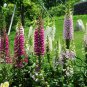 Digitalis Purpurea, Common Foxglove Seed 3000 PCS, Lady's Glove Mao Dihuang