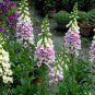 Digitalis Purpurea, Common Foxglove Seed 3000 PCS, Lady's Glove Mao Dihuang