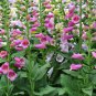 Digitalis Purpurea, Common Foxglove Seed 3000 PCS, Lady's Glove Mao Dihuang