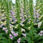 Digitalis Purpurea, Common Foxglove Seed 3000 PCS, Lady's Glove Mao Dihuang