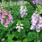 Digitalis Purpurea, Common Foxglove Seed 3000 PCS, Lady's Glove Mao Dihuang