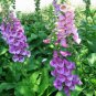 Digitalis Purpurea, Common Foxglove Seed 3000 PCS, Lady's Glove Mao Dihuang