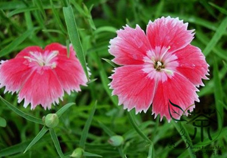 Dianthus Plumarius, Common Pink Seed 3000 PCS, Changxia Shizhu