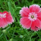 Dianthus Plumarius, Common Pink Seed 3000 PCS, Changxia Shizhu