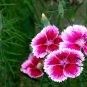 Dianthus Plumarius, Common Pink Seed 3000 PCS, Changxia Shizhu