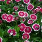 Dianthus Plumarius, Common Pink Seed 3000 PCS, Changxia Shizhu