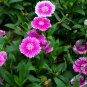 Dianthus Plumarius, Common Pink Seed 3000 PCS, Changxia Shizhu