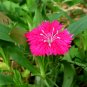 Dianthus Plumarius, Common Pink Seed 3000 PCS, Changxia Shizhu