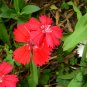 Dianthus Plumarius, Common Pink Seed 3000 PCS, Changxia Shizhu