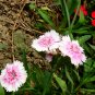 Dianthus Plumarius, Common Pink Seed 3000 PCS, Changxia Shizhu