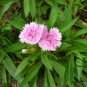 Dianthus Plumarius, Common Pink Seed 3000 PCS, Changxia Shizhu