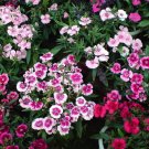 Dianthus Chinensis, Rainbow Pink Seed 2000 PCS, China Pink Shi Zhu