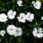 Dianthus Chinensis, Rainbow Pink Seed 2000 PCS, China Pink Shi Zhu