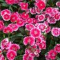 Dianthus Chinensis, Rainbow Pink Seed 2000 PCS, China Pink Shi Zhu