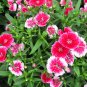 Dianthus Chinensis, Rainbow Pink Seed 2000 PCS, China Pink Shi Zhu