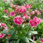 Dianthus Chinensis, Rainbow Pink Seed 2000 PCS, China Pink Shi Zhu