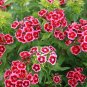 Dianthus Chinensis, Rainbow Pink Seed 2000 PCS, China Pink Shi Zhu