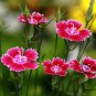 Dianthus Chinensis, Rainbow Pink Seed 2000 PCS, China Pink Shi Zhu