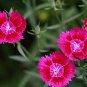 Dianthus Chinensis, Rainbow Pink Seed 2000 PCS, China Pink Shi Zhu