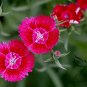 Dianthus Chinensis, Rainbow Pink Seed 2000 PCS, China Pink Shi Zhu