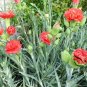 Dianthus Caryophyllus, Clove Pink Carnation Seed 2000 PCS, Kangnaixin