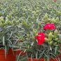 Dianthus Caryophyllus, Clove Pink Carnation Seed 2000 PCS, Kangnaixin