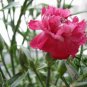 Dianthus Caryophyllus, Clove Pink Carnation Seed 2000 PCS, Kangnaixin