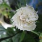 Dianthus Caryophyllus, Clove Pink Carnation Seed 2000 PCS, Kangnaixin