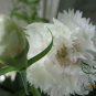 Dianthus Caryophyllus, Clove Pink Carnation Seed 2000 PCS, Kangnaixin