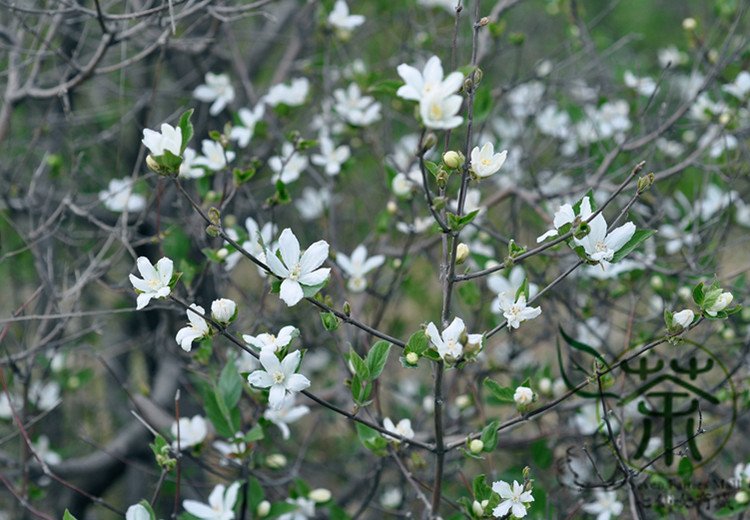 Deutzia Grandiflora, Hydrangeaceae Deutzia Seed 500 PCS, Da Hua Sou Shu