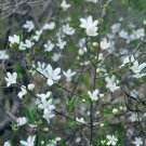 Deutzia Grandiflora, Hydrangeaceae Deutzia Seed 500 PCS, Da Hua Sou Shu