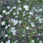 Deutzia Grandiflora, Hydrangeaceae Deutzia Seed 500 PCS, Da Hua Sou Shu