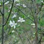 Deutzia Grandiflora, Hydrangeaceae Deutzia Seed 500 PCS, Da Hua Sou Shu