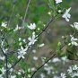 Deutzia Grandiflora, Hydrangeaceae Deutzia Seed 500 PCS, Da Hua Sou Shu