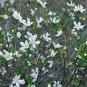 Deutzia Grandiflora, Hydrangeaceae Deutzia Seed 500 PCS, Da Hua Sou Shu