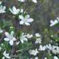 Deutzia Grandiflora, Hydrangeaceae Deutzia Seed 500 PCS, Da Hua Sou Shu
