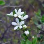 Deutzia Grandiflora, Hydrangeaceae Deutzia Seed 500 PCS, Da Hua Sou Shu