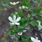 Deutzia Grandiflora, Hydrangeaceae Deutzia Seed 500 PCS, Da Hua Sou Shu