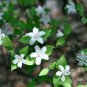 Deutzia Grandiflora, Hydrangeaceae Deutzia Seed 500 PCS, Da Hua Sou Shu