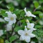 Deutzia Grandiflora, Hydrangeaceae Deutzia Seed 500 PCS, Da Hua Sou Shu