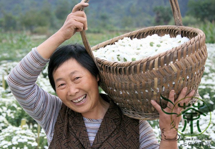 Dendranthema Morifolium, Chrysanthemum Morifolium Seed 5000 PCS, Huang Shan Gong Ju