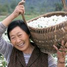 Dendranthema Morifolium, Chrysanthemum Morifolium Seed 5000 PCS, Huang Shan Gong Ju
