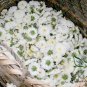 Dendranthema Morifolium, Chrysanthemum Morifolium Seed 5000 PCS, Huang Shan Gong Ju